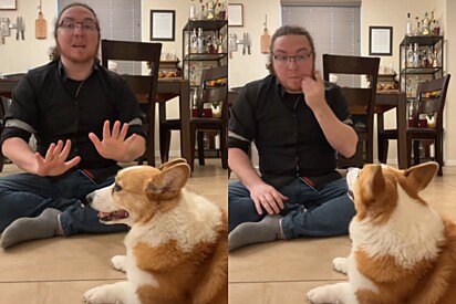 Cão corgi aprende linguagem de sinais para interagir com tutora e isso se torna um problema