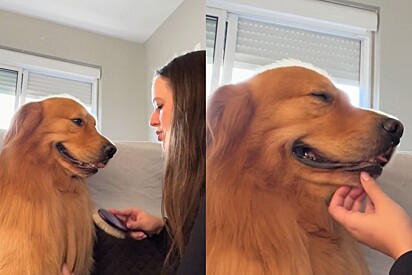 Cão Golden solta sorriso contagiante enquanto ganha sessão de elogios de tutora 