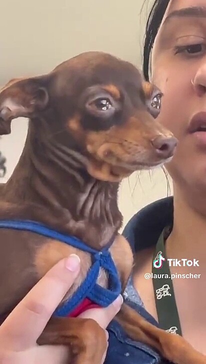 A tutora tenta acalmar a pinscher mas o choro é inevitável.