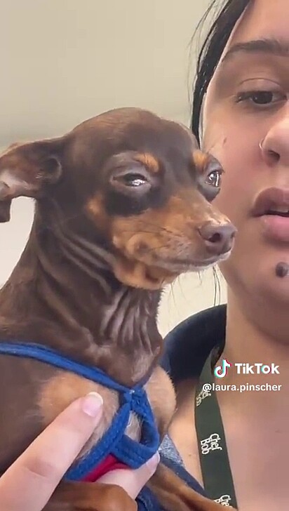 A pinscher fica com os olhos cheios de lágrimas.