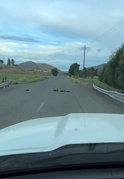 O xerife avistou uma família de animais atravessando a estrada.