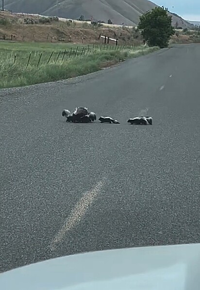 A mamãe gambá atravessando com seus filhotes a estrada.