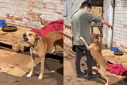 Rapaz tenta fazer carinho em cão resgatado que ninguém conseguia se aproximar e o mais incrível acontece
