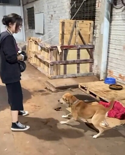 A voluntária Gabi tentando se aproximar do cão. 