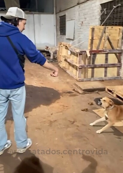 O caramelo mostrando os dentes para o voluntário. 