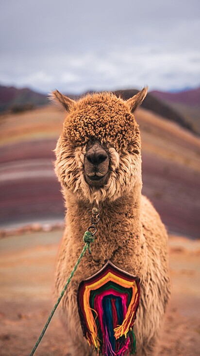 As alpacas são criaturas carinhosas e sociáveis.