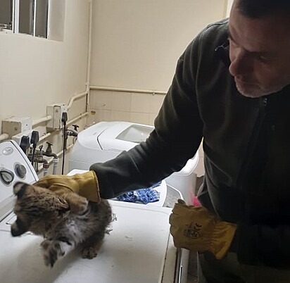 O gato selvagem foi levado para o santuário de animais.