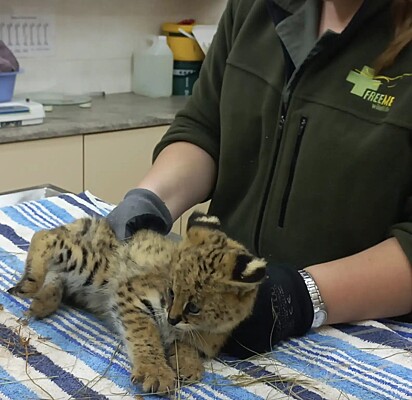 O animal é um filhote de serval.