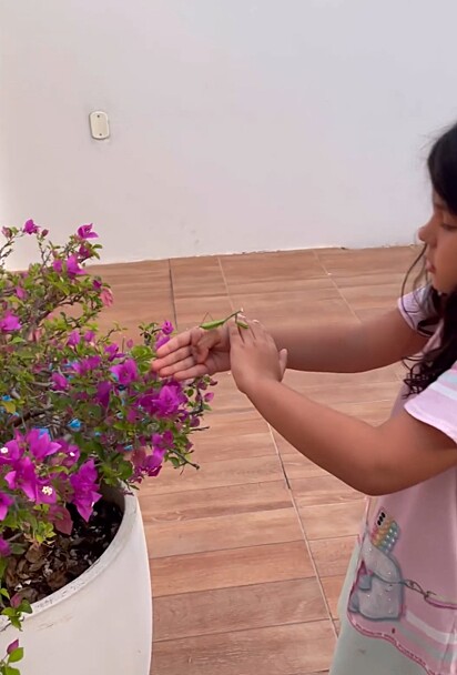 Clara tentando colocar o inseto na planta.