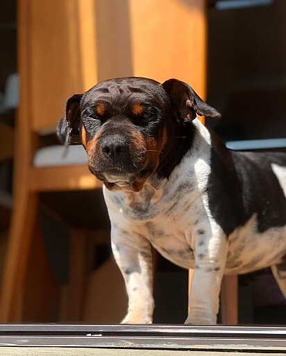 Billy Joe é um cachorro da raça Terrier Brasileiro de três anos.