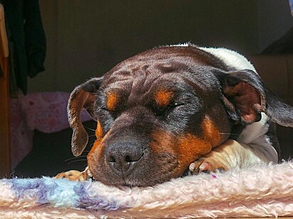 O cachorro Billy conseguiu ter autocontrole por 90 segundos.