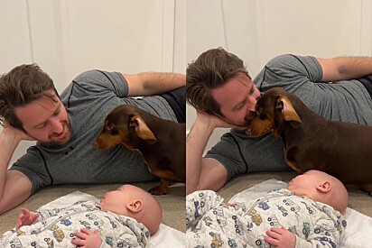 Maneira como cão dachshund lida com novo bebê em casa faz milhares de internautas rirem.