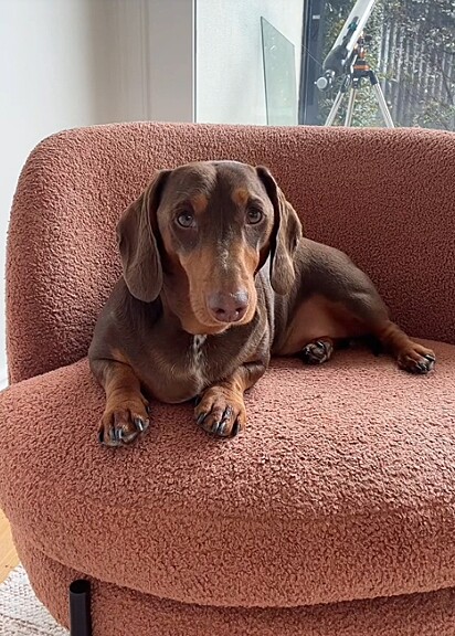  Cooper é um cachorro da raça dachshund de 2 anos.