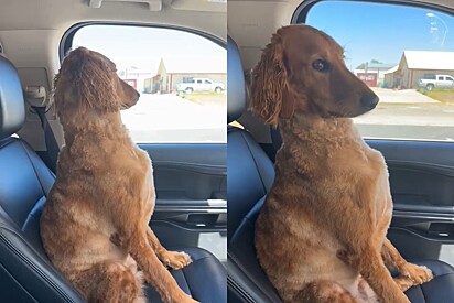 Cão goldendoodle trata mal tutora após desaprovar tosa em pet shop.