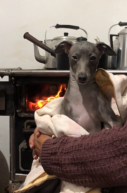 Dante, um cachorro da raça galgo italiano.