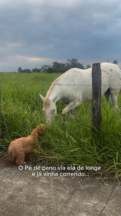 As duas adoram correr juntas pelo campo.