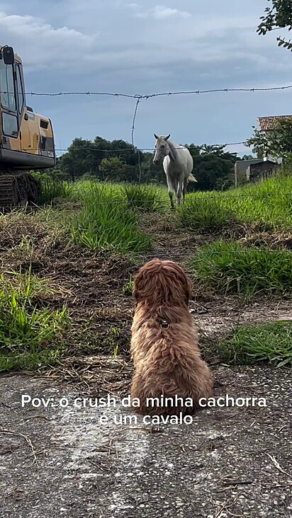 A shih-tzu nunca ficou assustada e a égua nunca foi agressiva.