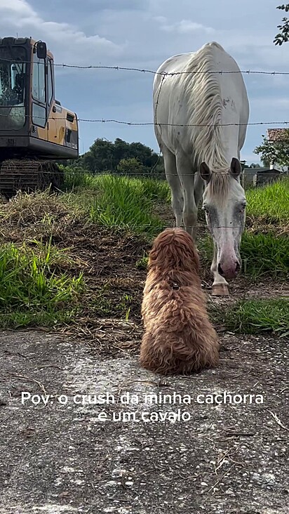 A amizade iniciou de forma natural entre os dois animais.