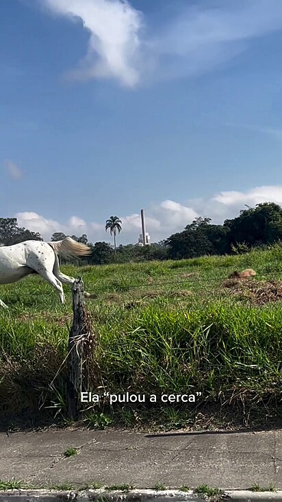 Bastou um pouco de coragem para a shih-tzu passar pela cerca.