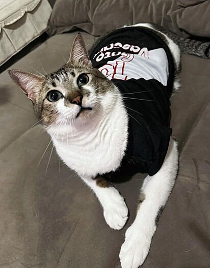 O gato Vascaíno com uma camisetinha do Vasco. 