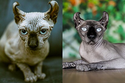 Fotógrafa apresenta sua gata rara – você adivinha a raça? Não é Sphynx.