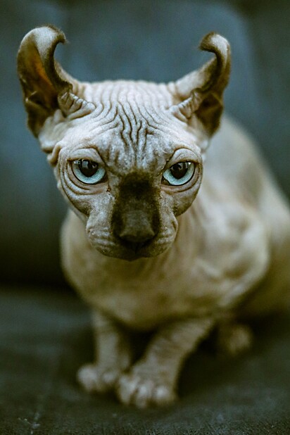 Gato da raça Elf. Originado nos EUA em 2006, o Elf surgiu do cruzamento entre Sphynx e American Curl.