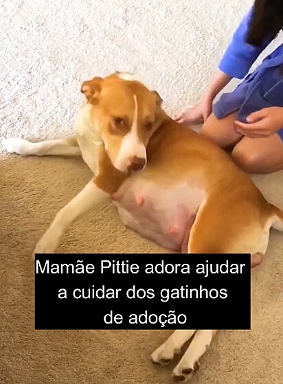 A cadela da raça pitbull, Ginger, foi resgatada grávida.