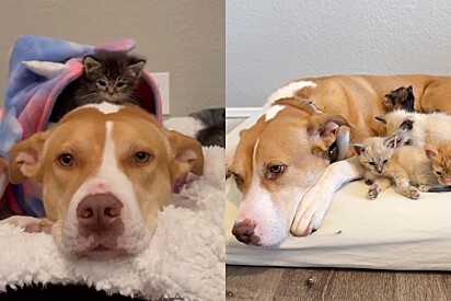 Pitbull se torna a mãe mais amorosa para ninhada de gatos e atitude inusitada emociona tutora.