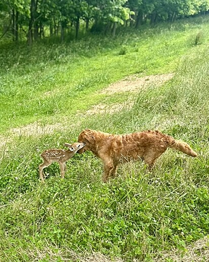 Quando Sadie viu o bebê cervo correu até ele para brincar.