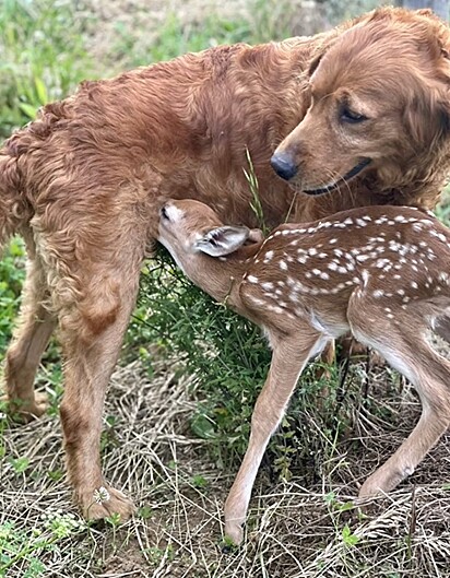 O bebê cervo sendo amamentado por Sadie.