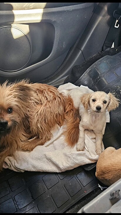 Todos entraram no carro de bom grado. Os dias ruins ficaram para trás.