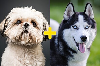 Foto ilustrativa de um cachorro da raça Shih-Tzu e de um Husky Siberiano.