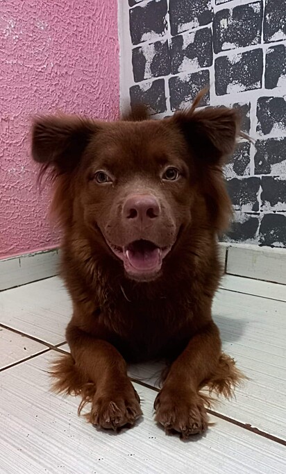 Cachorro mistura de pitbull com chow-chow. Spike adora estar perto de crianças e na companhia de outros animais.