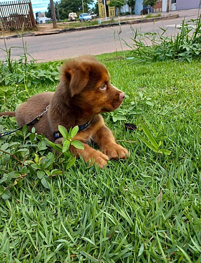 Cachorro mistura de pitbull com chow-chow. Spike quando filhote.