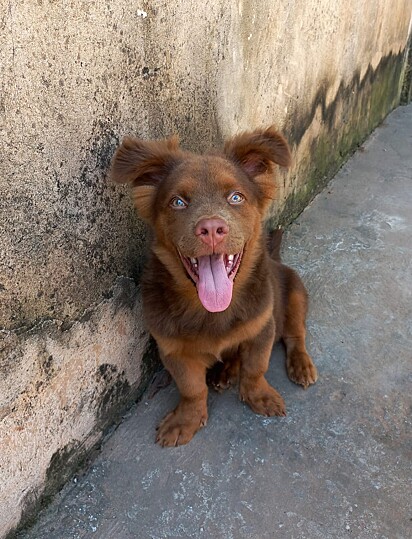 Cachorro mistura de pitbull com chow-chow. Spike é muito dócil.