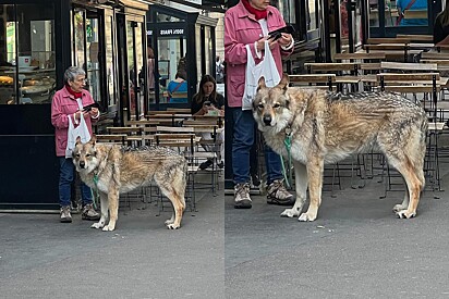 Idosa chama a atenção ao ser vista passeando com lobo gigante pelas ruas de Paris.