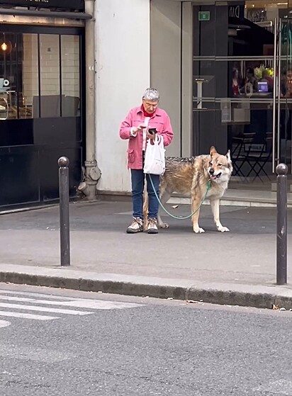 Michael ficou impressionado e filmou a idosa caminhando com o cão-lobo.