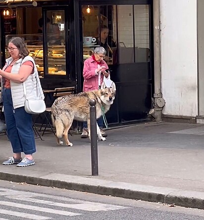 O cão-lobo parecia confortável ao lado da tutora.