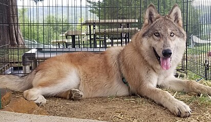 Zeus é um cão-lobo que está para adoção no santuário de animais Wolf PAWS.