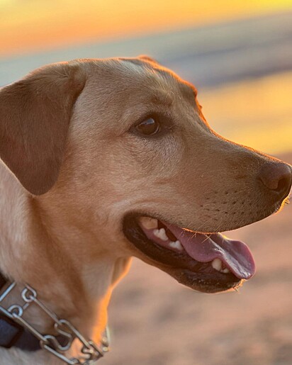 Bowie é um cachorro muito simpático.