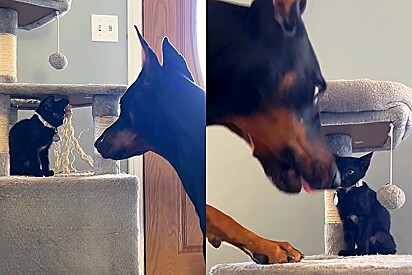 Doberman gigante fica cara a cara com filhote de gato - e o que acontece a seguir preocupa internauta.