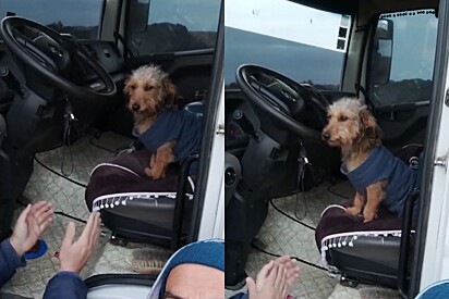 Cachorrinha caminhoneira celebra aniversário com os amigos de estrada e alegria da cena viraliza
