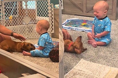 Bebê conhece um cachorro pela primeira vez - o que ele faz em seguida faz todo mundo rir