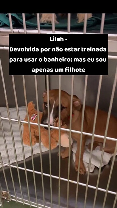 Lilah é muito amável e precisa de humanos que tenham paciência.