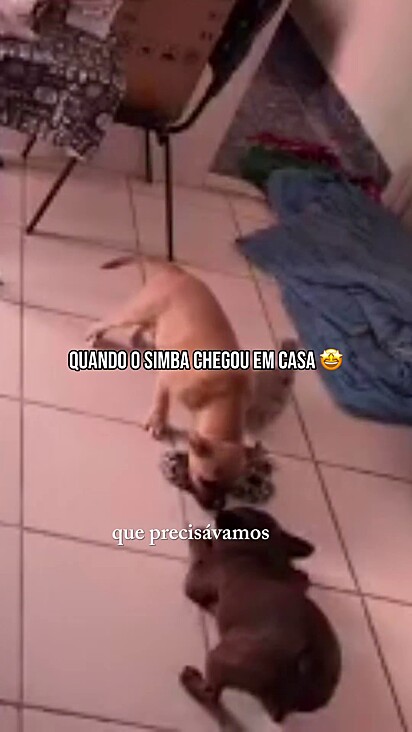 Simba chegou para alegrar a vida do cãozinho.