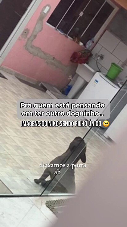 O cachorro chorava quando ficava sozinho em casa.