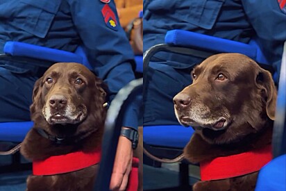 Após 10 anos de serviço, cão Guapo se aposenta do corpo de bombeiros e ganha homenagem por sua coragem