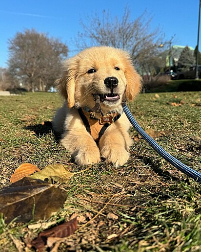 Golden retriever filhote. Otis quando filhote.