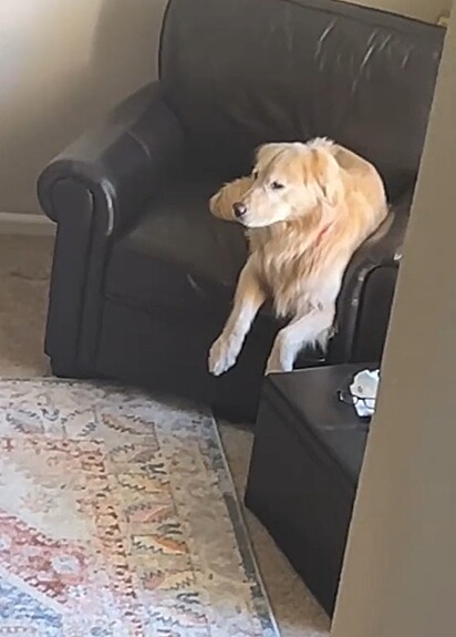 Os cães Buster e Pepper, ambos da raça golden retriever, são apegados a família.