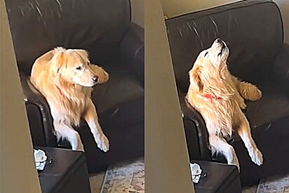 Cão golden retriever faz o maior drama ao achar que tutora saiu de casa - e eis que algo engraçado acontece.